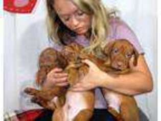 Vizsla Puppy for sale in Shoals, IN, USA