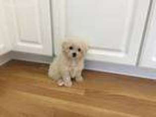 Maltipom Puppy for sale in Imperial, MO, USA