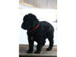 Goldendoodle Puppy for sale in Summerfield, OH, USA