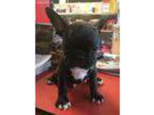 French Bulldog Puppy for sale in Mascotte, FL, USA
