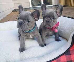 French Bulldog Puppy for sale in Alhambra, CA, USA