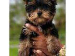 Yorkshire Terrier Puppy for sale in Bonita Springs, FL, USA