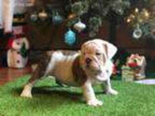 Bulldog Puppy for sale in Delhi, CA, USA