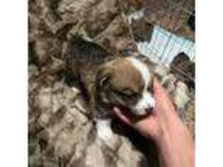 Pembroke Welsh Corgi Puppy for sale in Kingsburg, CA, USA