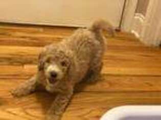 Goldendoodle Puppy for sale in Atlanta, GA, USA