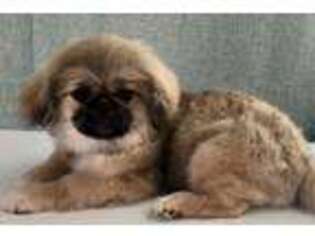 Pekingese Puppy for sale in San Diego, CA, USA