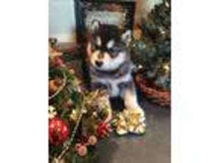 Alaskan Malamute Puppy for sale in Mayslick, KY, USA