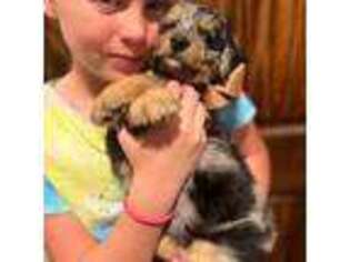 Mutt Puppy for sale in Fall River, KS, USA