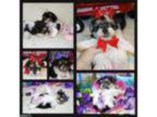 Shorkie Tzu Puppy for sale in BISHOPVILLE, SC, USA