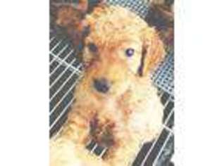 Goldendoodle Puppy for sale in Woodland Hills, CA, USA