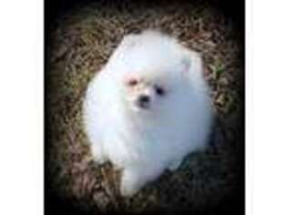 Pomeranian Puppy for sale in Paw Paw, MI, USA