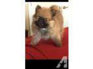 Pomeranian Puppy for sale in WEST COVINA, CA, USA