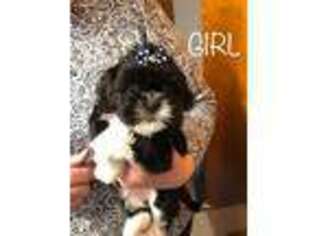 Lhasa Apso Puppy for sale in Canal Fulton, OH, USA
