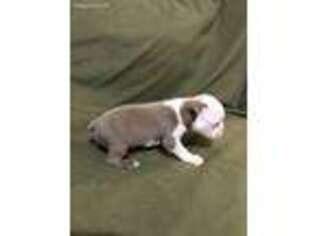 Boston Terrier Puppy for sale in Aberdeen, MD, USA