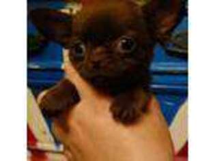 Chihuahua Puppy for sale in Saint Petersburg, FL, USA