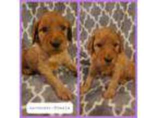 Irish Setter Puppy for sale in Waxahachie, TX, USA