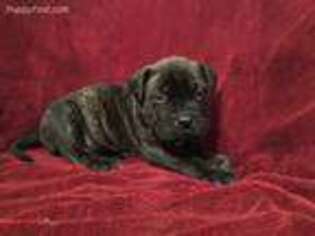 Bullmastiff Puppy for sale in Half Way, MO, USA