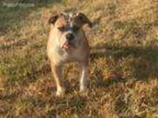 Olde English Bulldogge Puppy for sale in Killeen, TX, USA