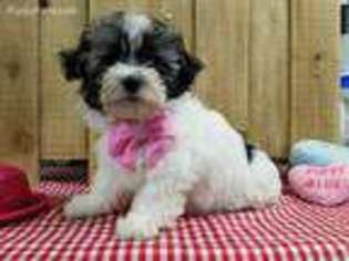 Havanese Puppy for sale in Mount Vernon, IL, USA