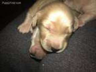 Dachshund Puppy for sale in Trinity, AL, USA