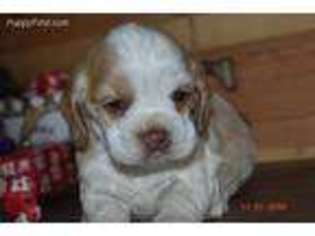 Cocker Spaniel Puppy for sale in Moulton, IA, USA