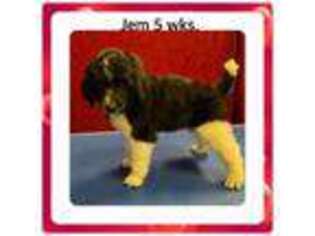 Mutt Puppy for sale in Bristolville, OH, USA