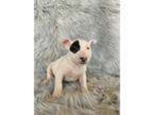Bull Terrier Puppy for sale in Clifton, KS, USA