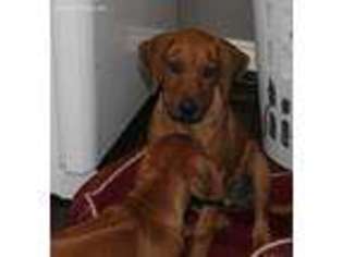 Redbone Coonhound Puppy for sale in Montgomery, TX, USA