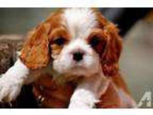Cavalier King Charles Spaniel Puppy for sale in ENID, OK, USA