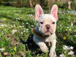 French Bulldog Puppy for sale in Woodruff, WI, USA