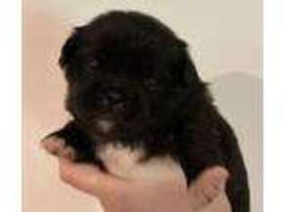 Pekingese Puppy for sale in Hustontown, PA, USA