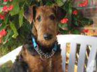 Airedale Terrier Puppy for sale in COLLINS, MO, USA