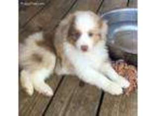 Miniature Australian Shepherd Puppy for sale in Crane Hill, AL, USA