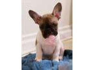 French Bulldog Puppy for sale in Fayetteville, NC, USA