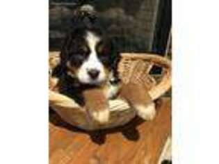 Bernese Mountain Dog Puppy for sale in Mountain City, TN, USA