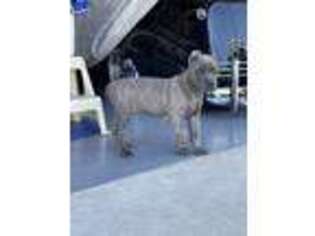 Cane Corso Puppy for sale in Bloomington, CA, USA