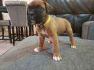 Boxer Puppy for sale in Columbus, OH, USA