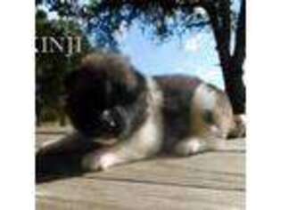 Akita Puppy for sale in Lincoln, CA, USA