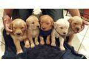 Golden Retriever Puppy for sale in HOCKLEY, TX, USA
