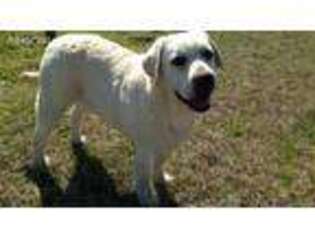 Labrador Retriever Puppy for sale in White Oak, GA, USA