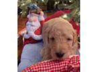 Goldendoodle Puppy for sale in Oxford, AL, USA
