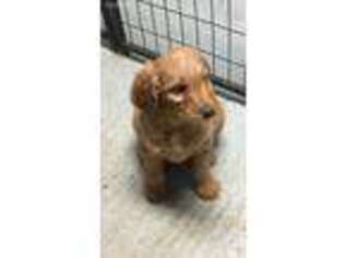Goldendoodle Puppy for sale in Crossett, AR, USA