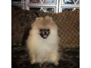 Pomeranian Puppy for sale in Rosamond, CA, USA