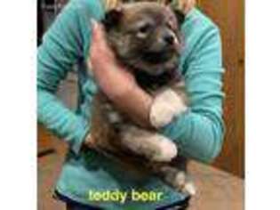 Shiba Inu Puppy for sale in Savage, MN, USA