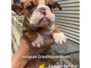 Bulldog Puppy for sale in Homewood, IL, USA