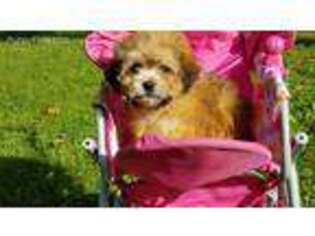 Cavachon Puppy for sale in Coeburn, VA, USA