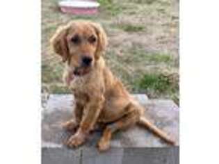 Golden Retriever Puppy for sale in Terrell, TX, USA