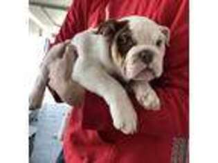 Bulldog Puppy for sale in Forney, TX, USA