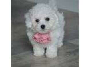 Bichon Frise Puppy for sale in Middlebury, IN, USA