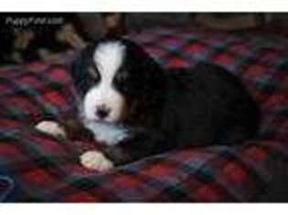Bernese Mountain Dog Puppy for sale in Richland Center, WI, USA